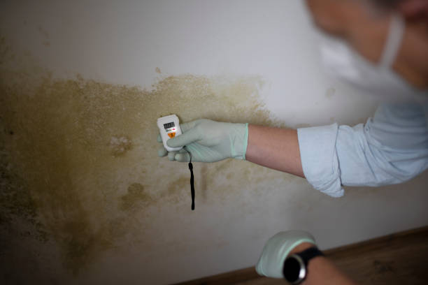 Best Attic Mold Remediation in West Point, GA