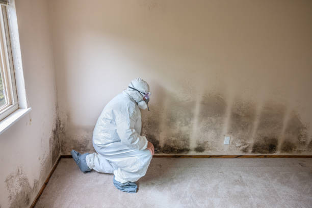 Best Post-Flood Mold Remediation in West Point, GA