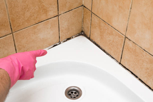 Best Insurance-Related Mold Remediation in West Point, GA
